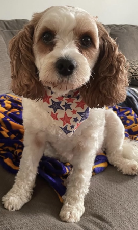 Athena Mickowski Pet Dog: Athena