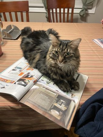 Caesar Donato Pet Cat: Caeser