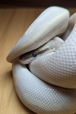 Christian_Jaws Pet Snake Jaws