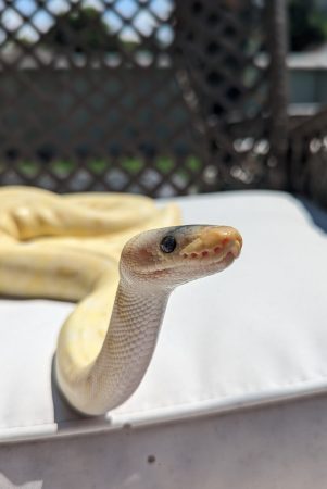 Christian_Lemon Pet Snake: Lemon