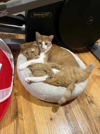 Cliffie and Chase Donato Pet Cats: Cliffie and Chase