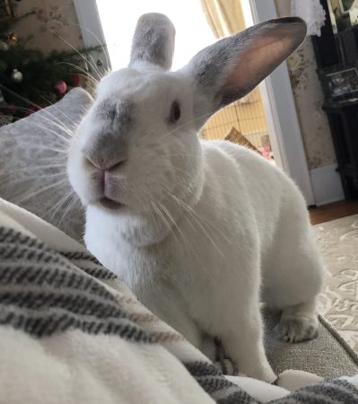 Pearl McCauley Pet Rabbit: Pearl