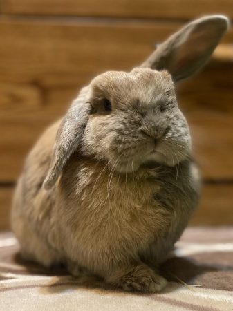 Vicki Cinnabunn Pet Rabbit: Cinnabunn