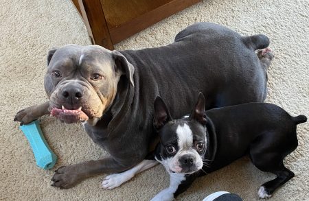 ruby and ozzy Pet Dogs: Ruby and Ozzy