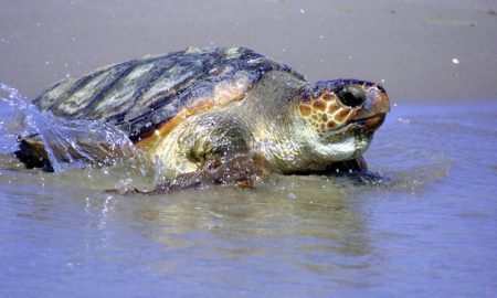 Loggerhead turtle (Caretta caretta); - WWF-related activities -, Spain
