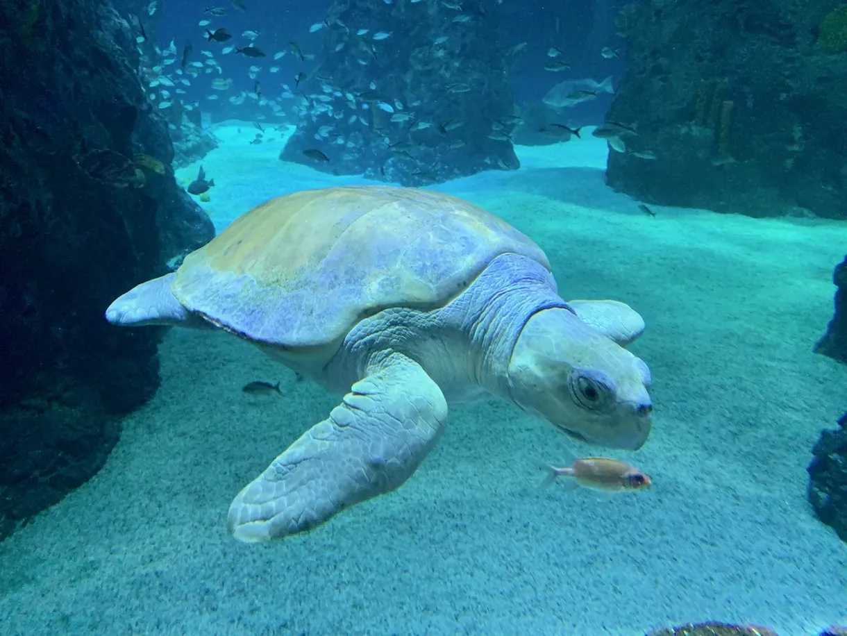 Kemps-ridley-sea-turtle