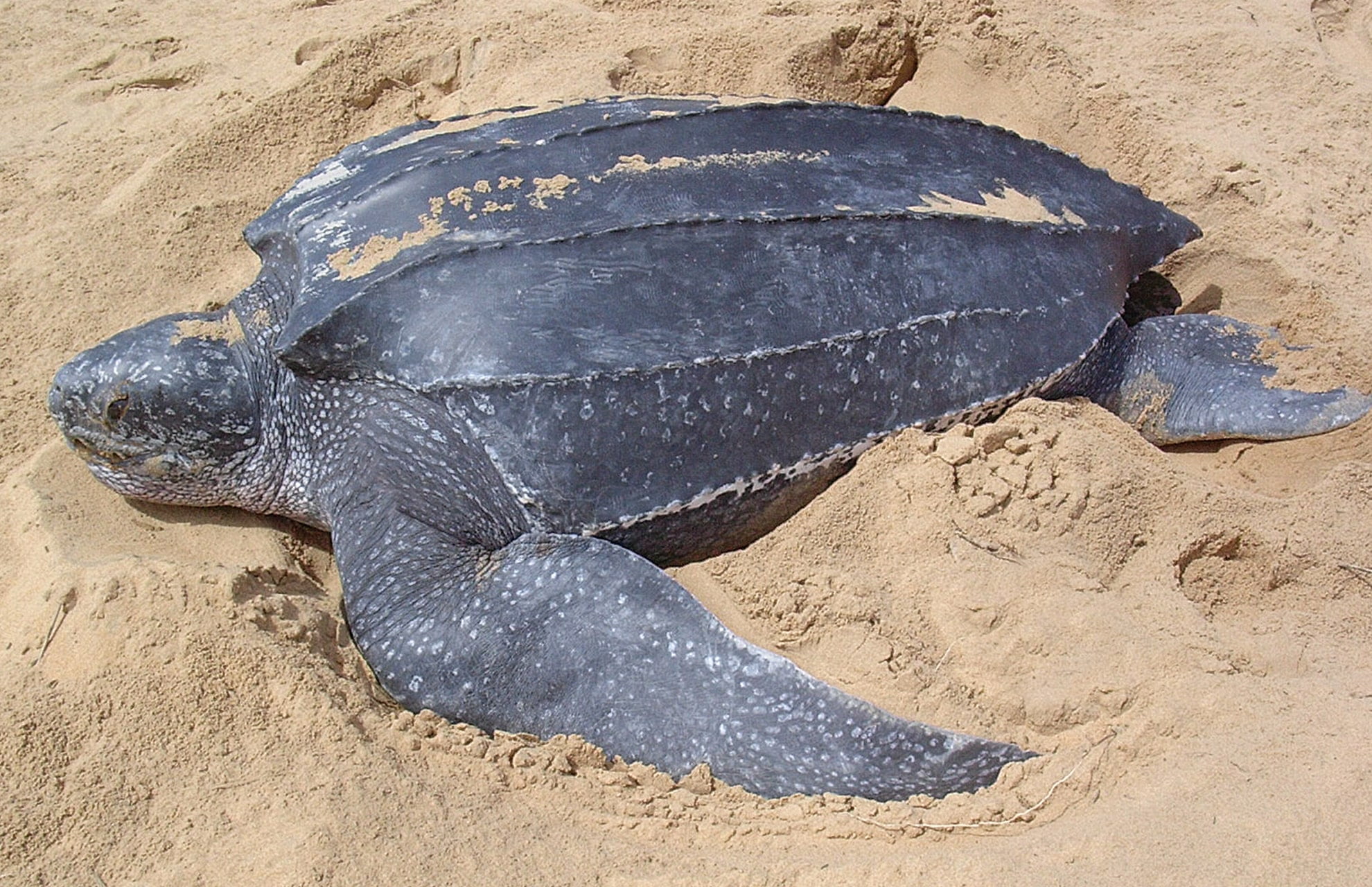 Leatherback Sea Turtle